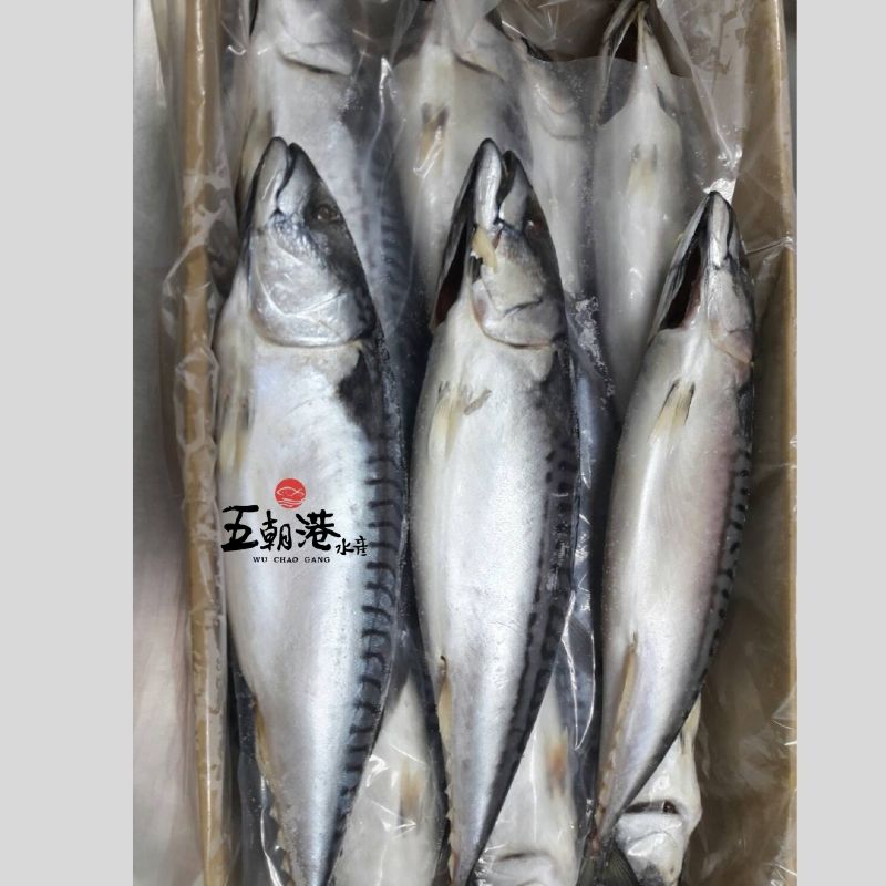 整尾挪威鯖魚(三去)