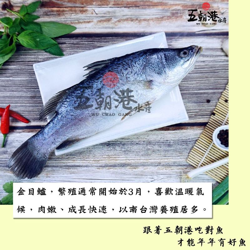 台灣鮮凍金目鱸魚