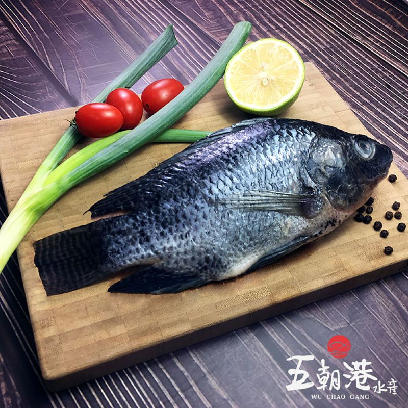 台灣鯛/吳郭魚